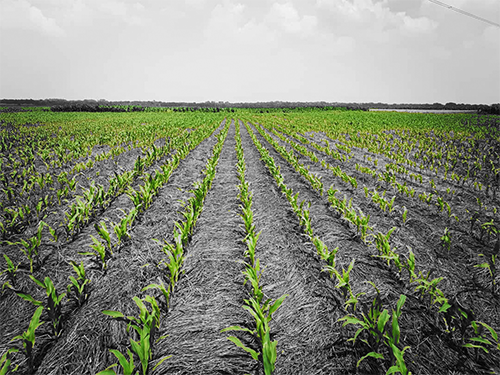 Dr Agro